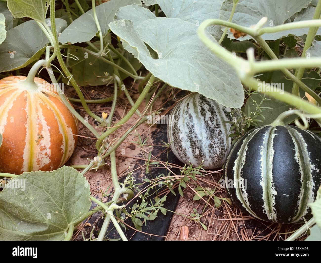 Ancient Indian Kajari Melons growing on vine Stock Photo Alamy