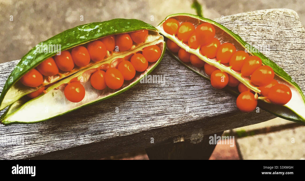 Open flag iris seed pod hi-res stock photography and images - Alamy
