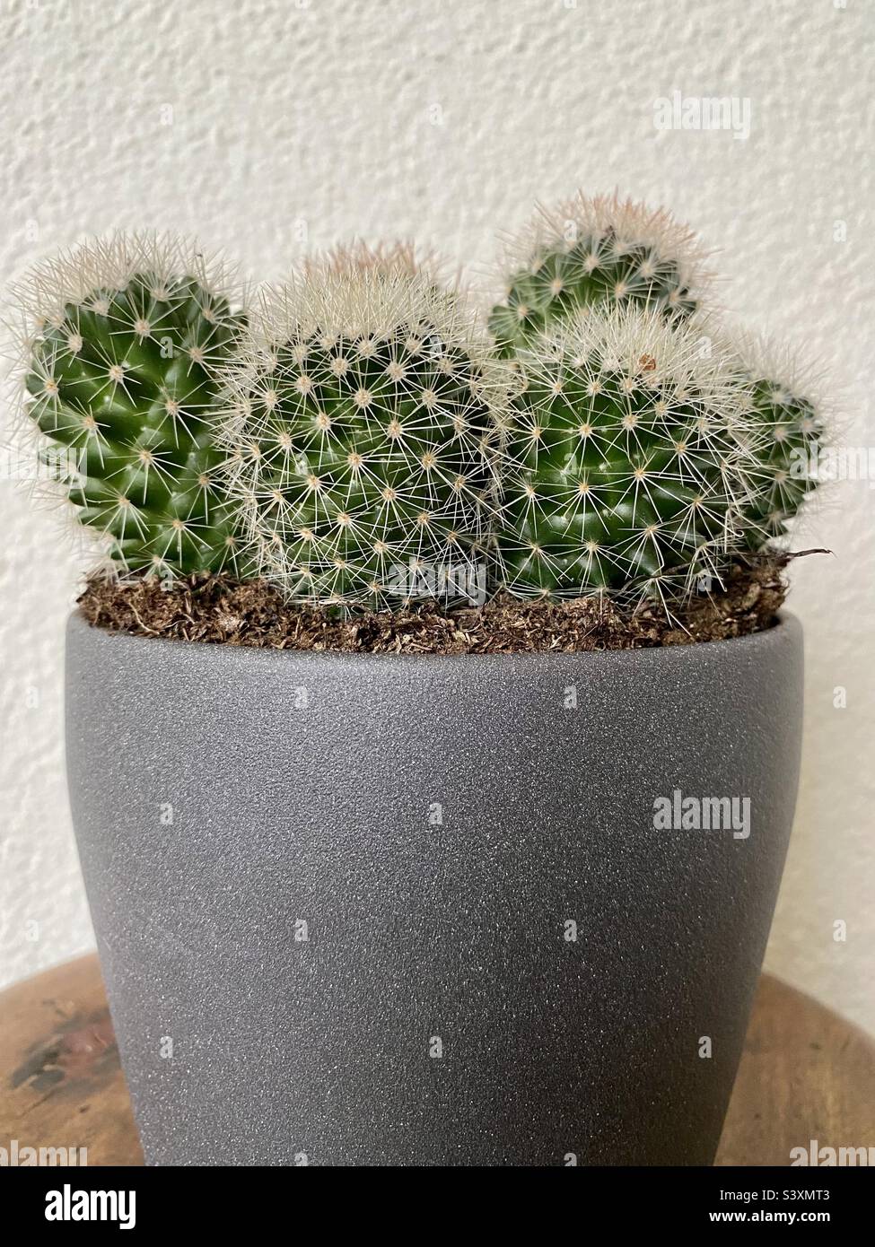 Spiny pincushion cactii in gray plant pot Stock Photo