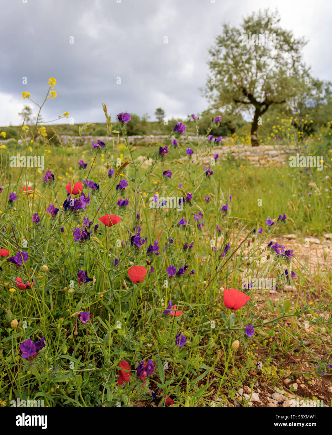 Plants that grow under trees hires stock photography and images Alamy