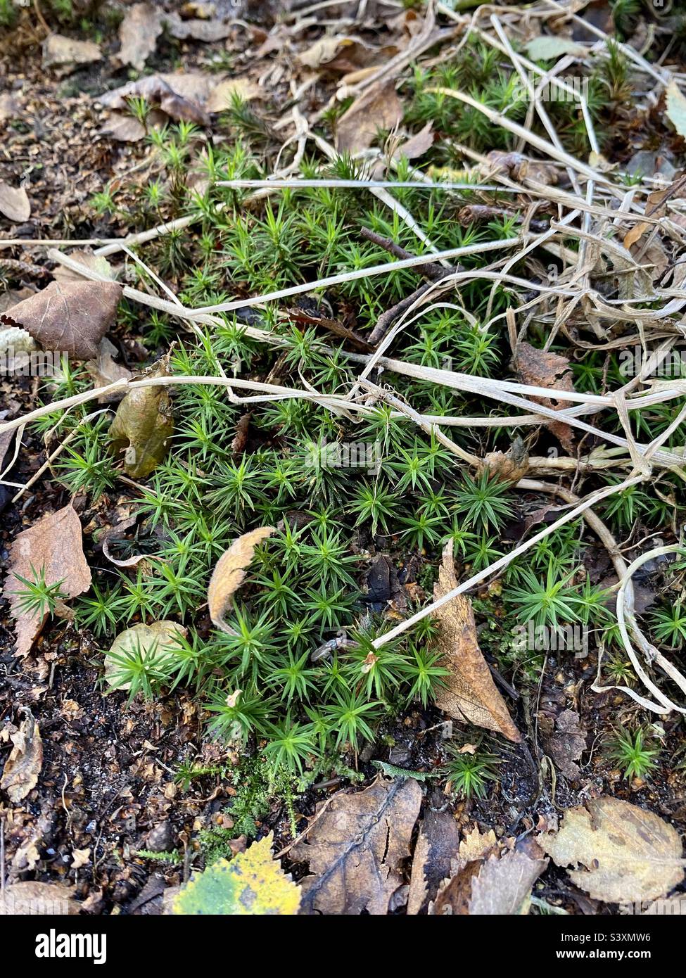 Polytrichum formosum - Bank Haircap moss. Star shaped formations growing on the first floor. Stock Photo