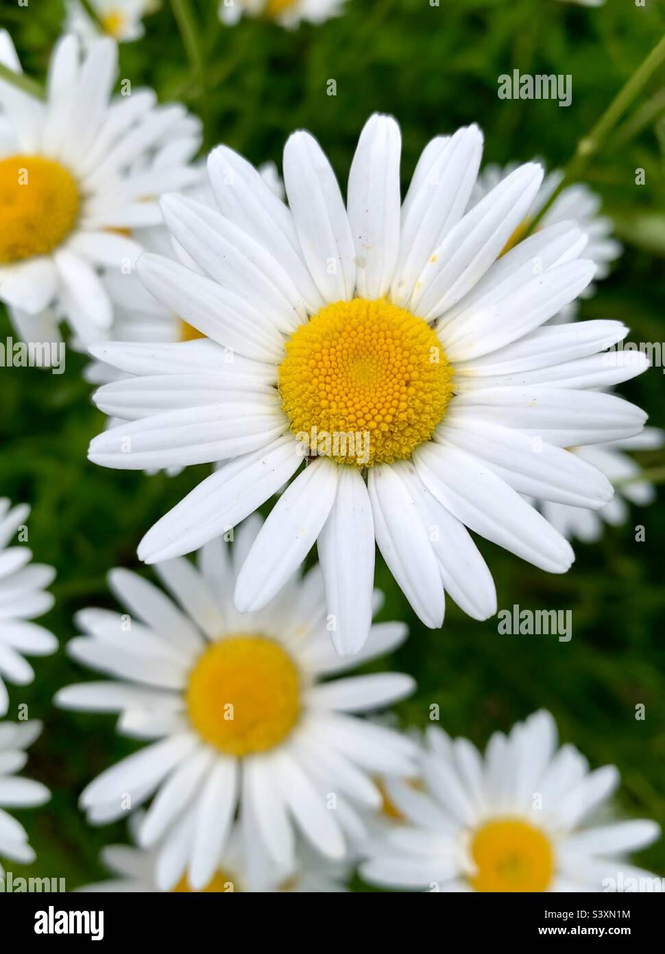 Big daisy hires stock photography and images Alamy