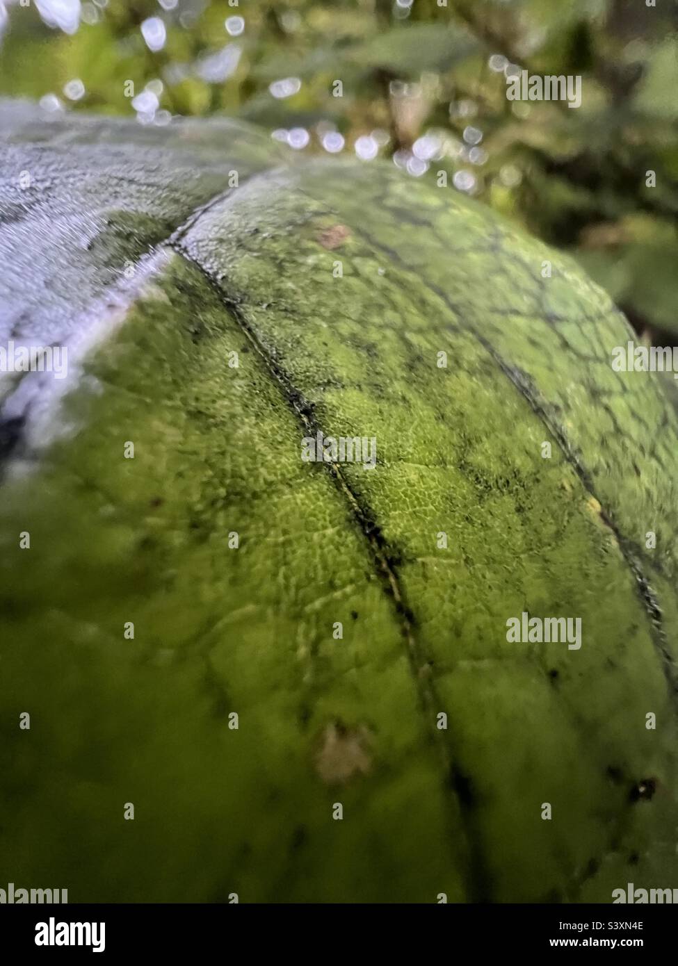 Close up green hi-res stock photography and images - Alamy