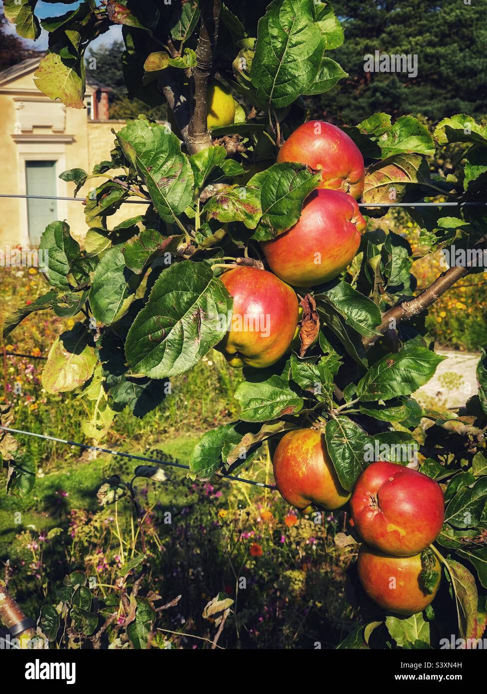Apple tree, Red apples ripening in autumn - Smartphone Captured Stock Image