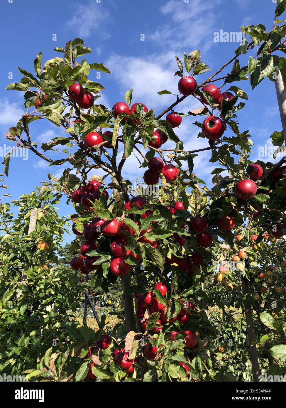 Apple tree, Red apples ripening in autumn - Smartphone Captured Stock Image