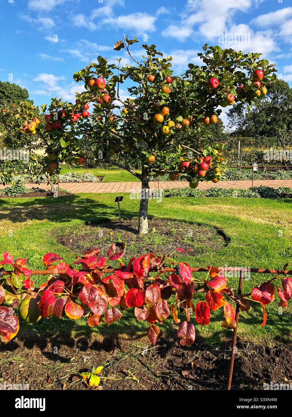 Apple tree, Red apples ripening in autumn - Smartphone Captured Stock Image