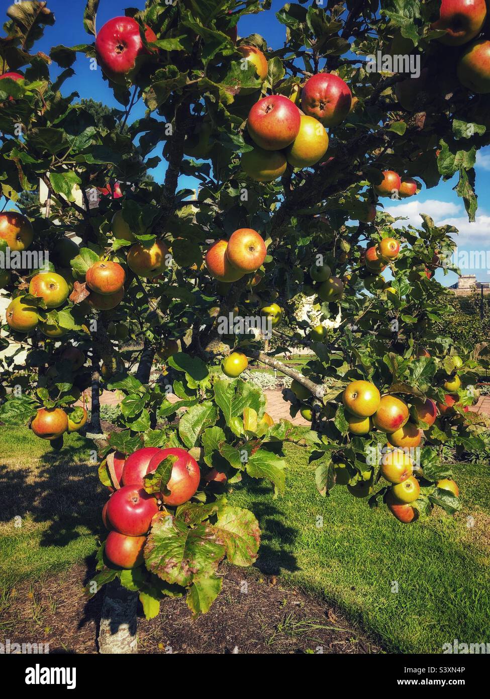 Apple tree, Red apples ripening in autumn - Smartphone Captured Stock Image