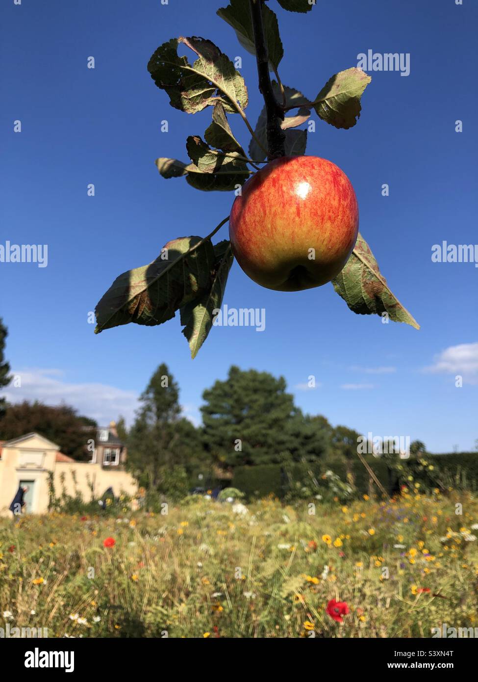 Apple tree, Single Red apple ripening in autumn - Smartphone Captured Stock Image