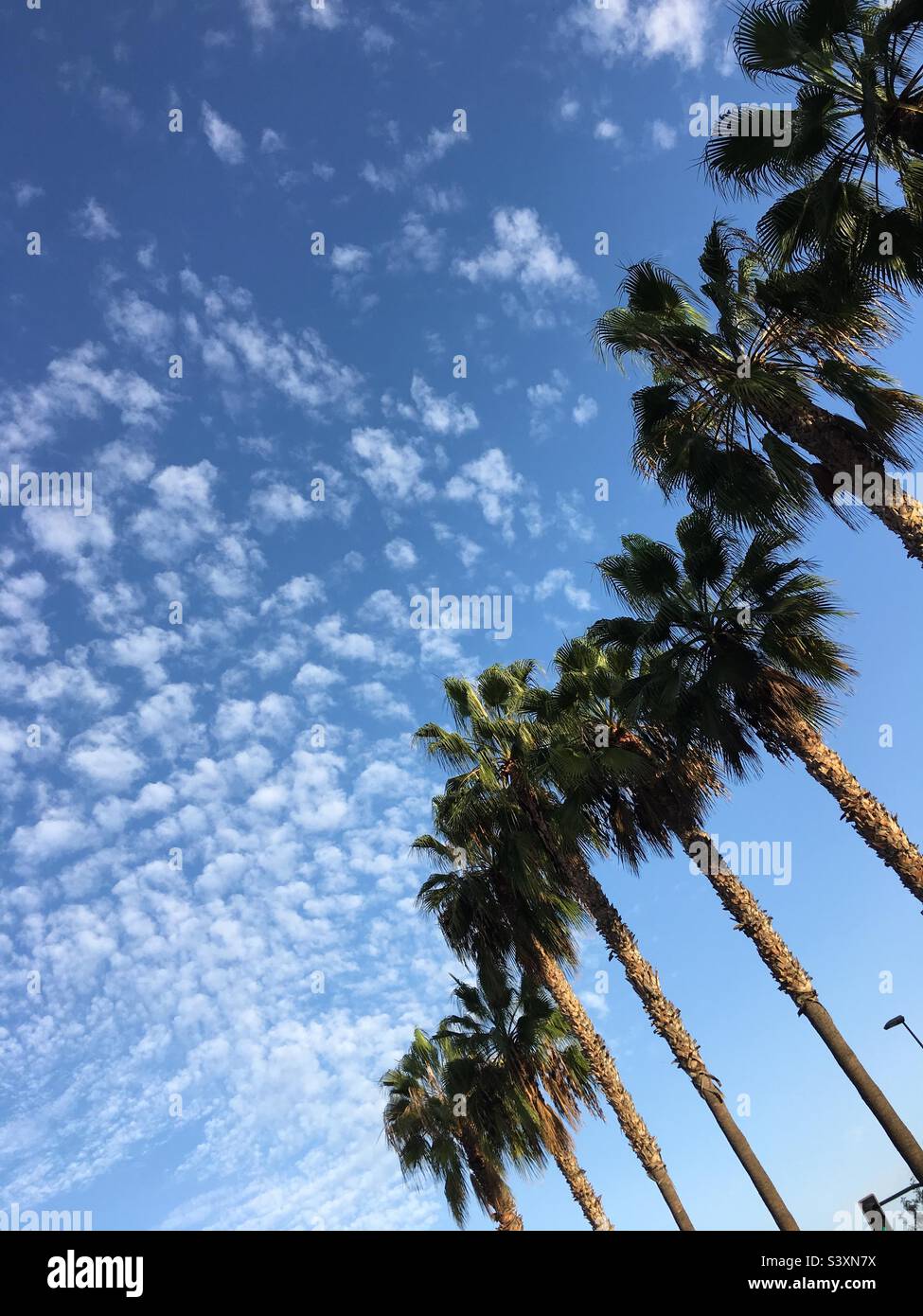 Palm trees and blue sky Stock Photo