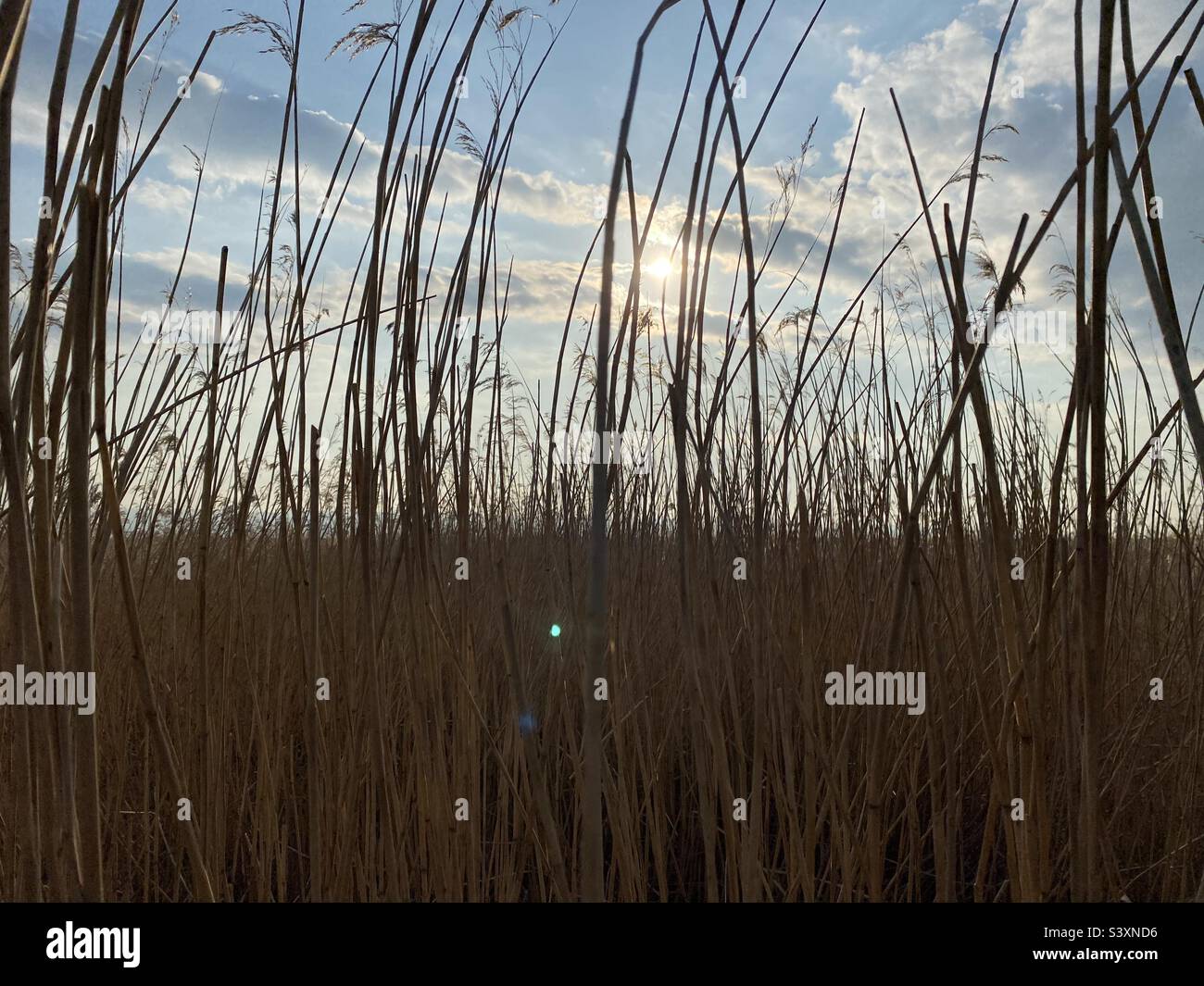 Tall grass low hi-res stock photography and images - Alamy
