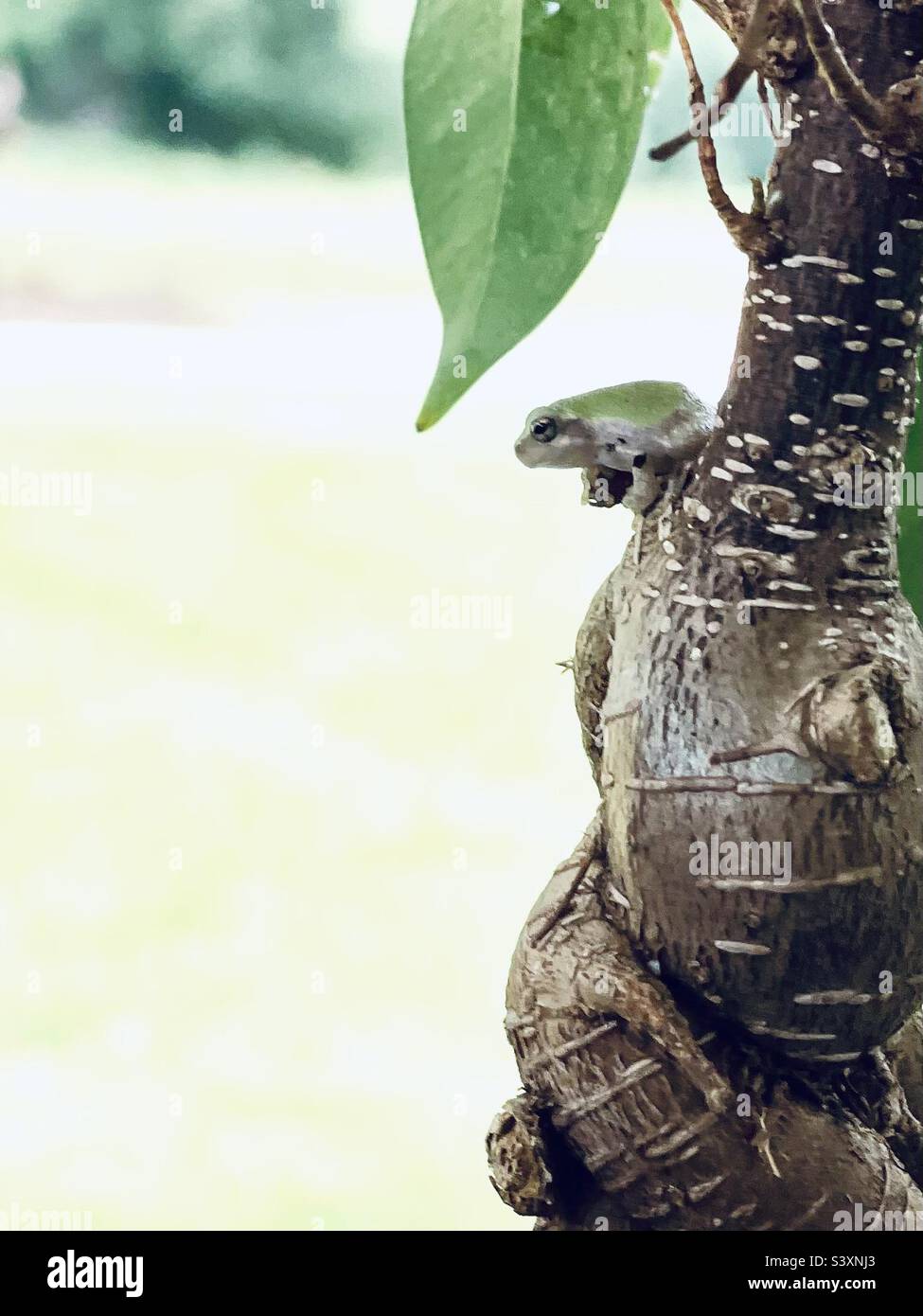 Tiny green tree frog sitting on bonsai tree Stock Photo Alamy