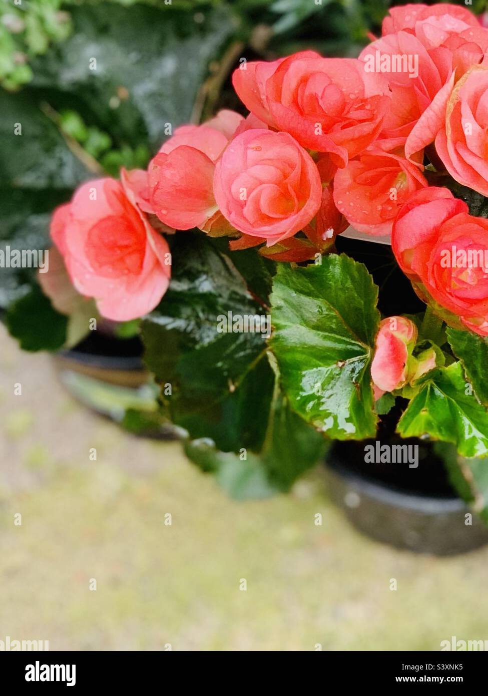 Gorgeous coral double begonia flower blooms in planter Stock Photo