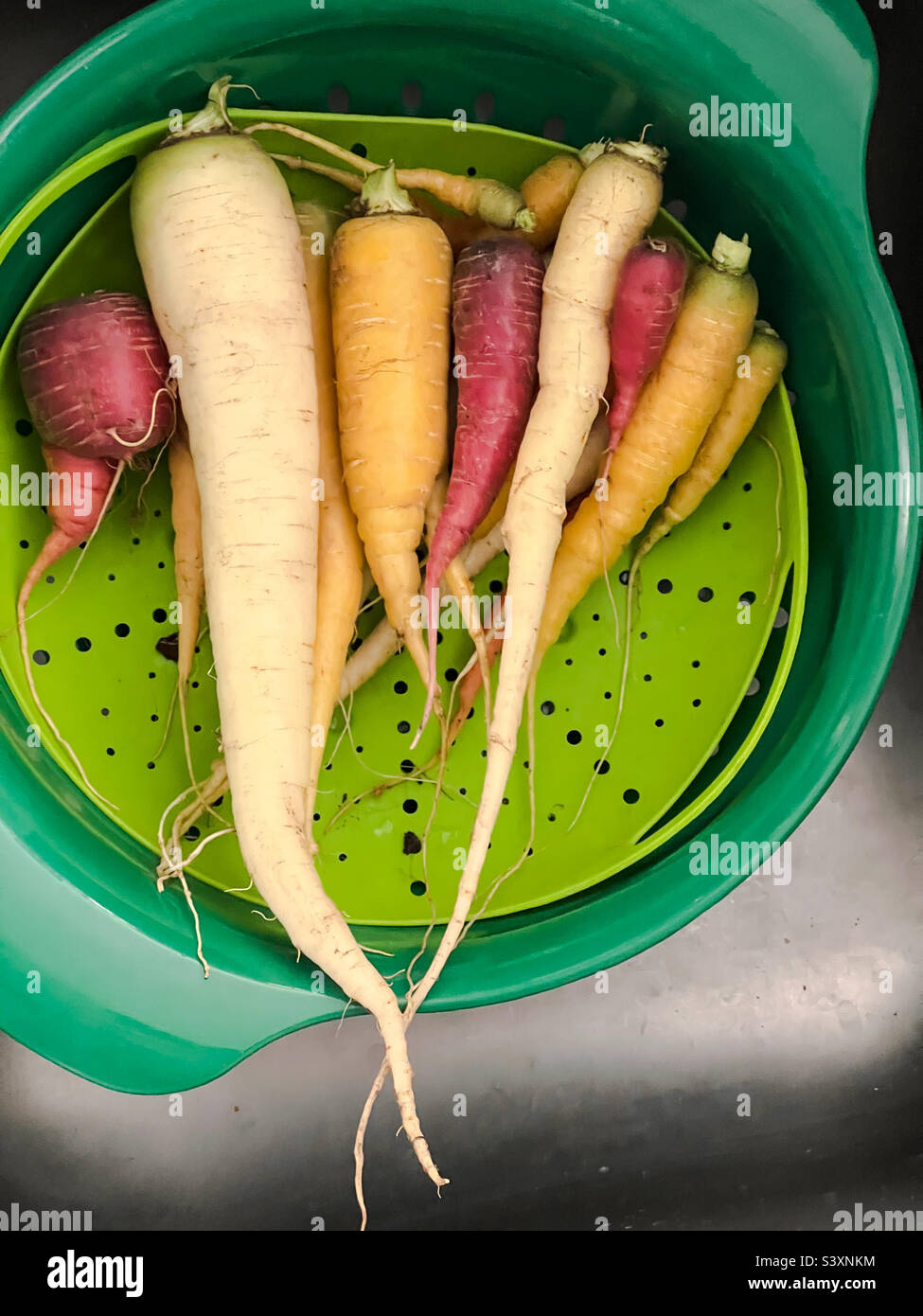 Freshly harvested, multicolored carrots in a colander in the kitchen sink. - Smartphone Captured Stock Image