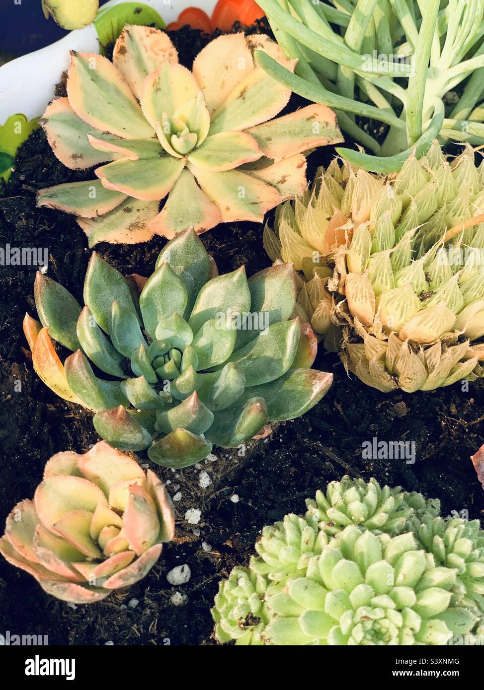 Colorful succulents in bowl Stock Photo - Alamy