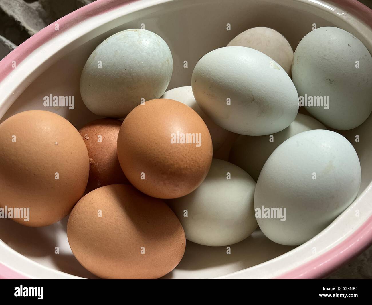 Hen, Duck and Blue Legbar Eggs Stock Photo - Alamy