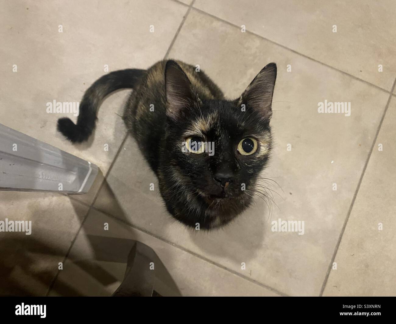 A wide eyed young tabby kitten / cat looks up at the camera Stock Photo