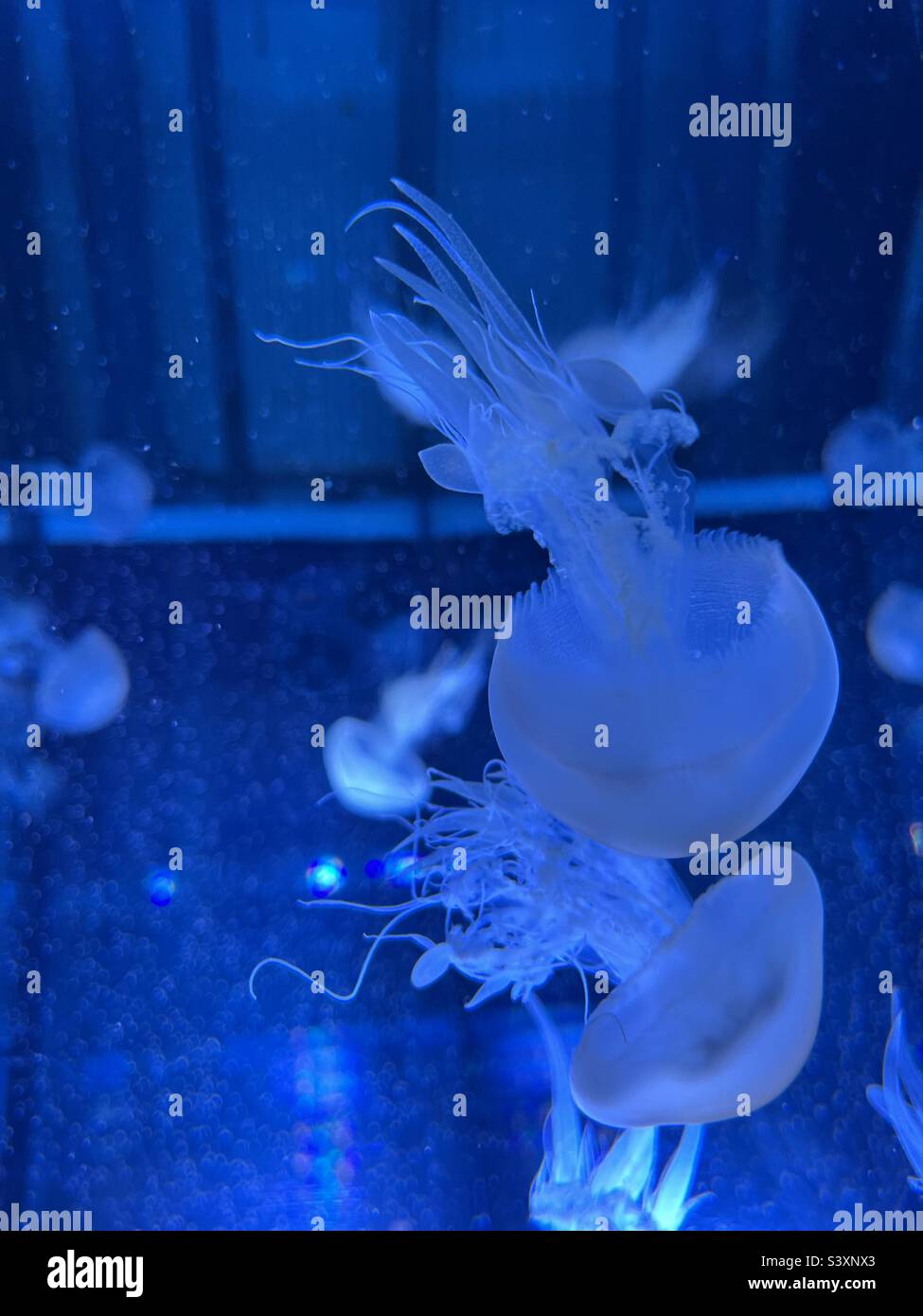 Jellyfish at a aquarium - Smartphone Captured Stock Image