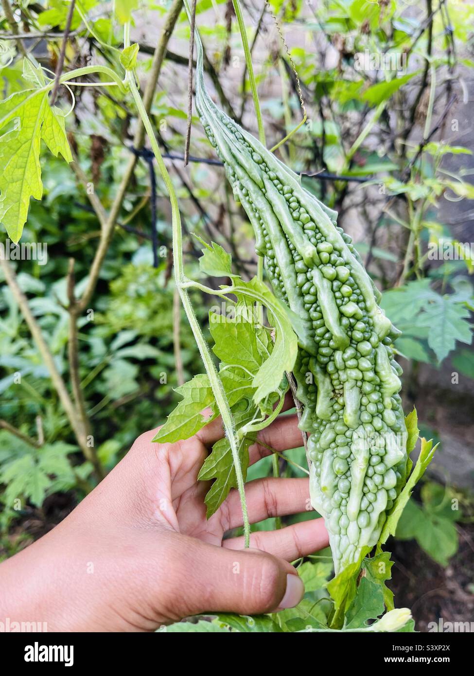 Bitter gourd plant hires stock photography and images Alamy