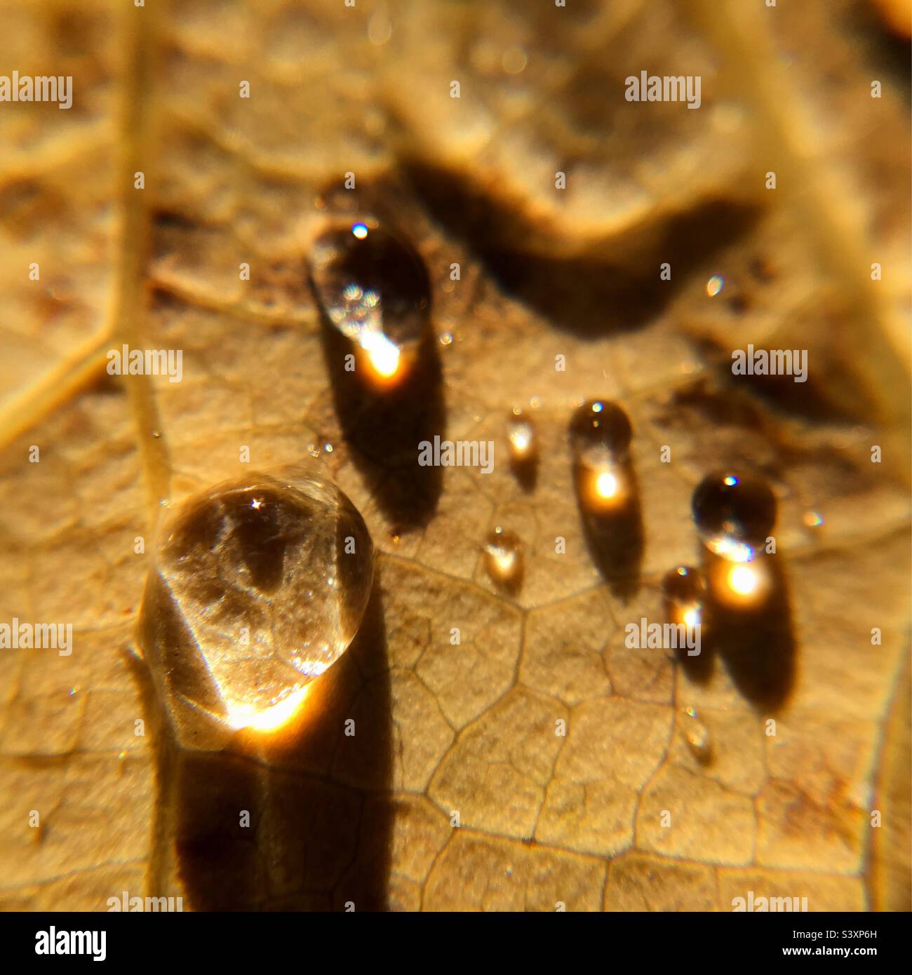 Sunlit raindrops on leaf Stock Photo