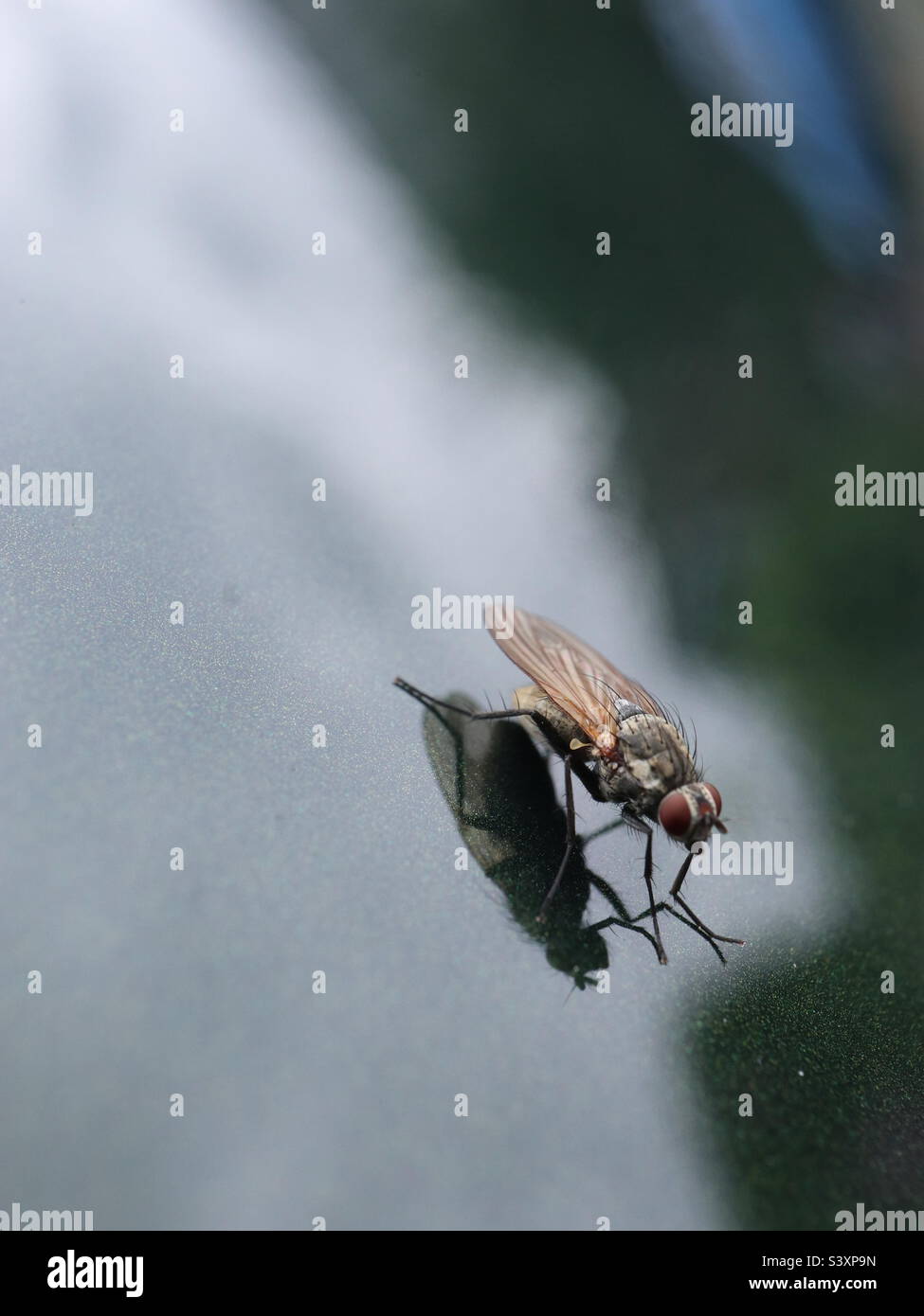 Fly on an i4 San Remo Green BMW - Smartphone Captured Stock Image