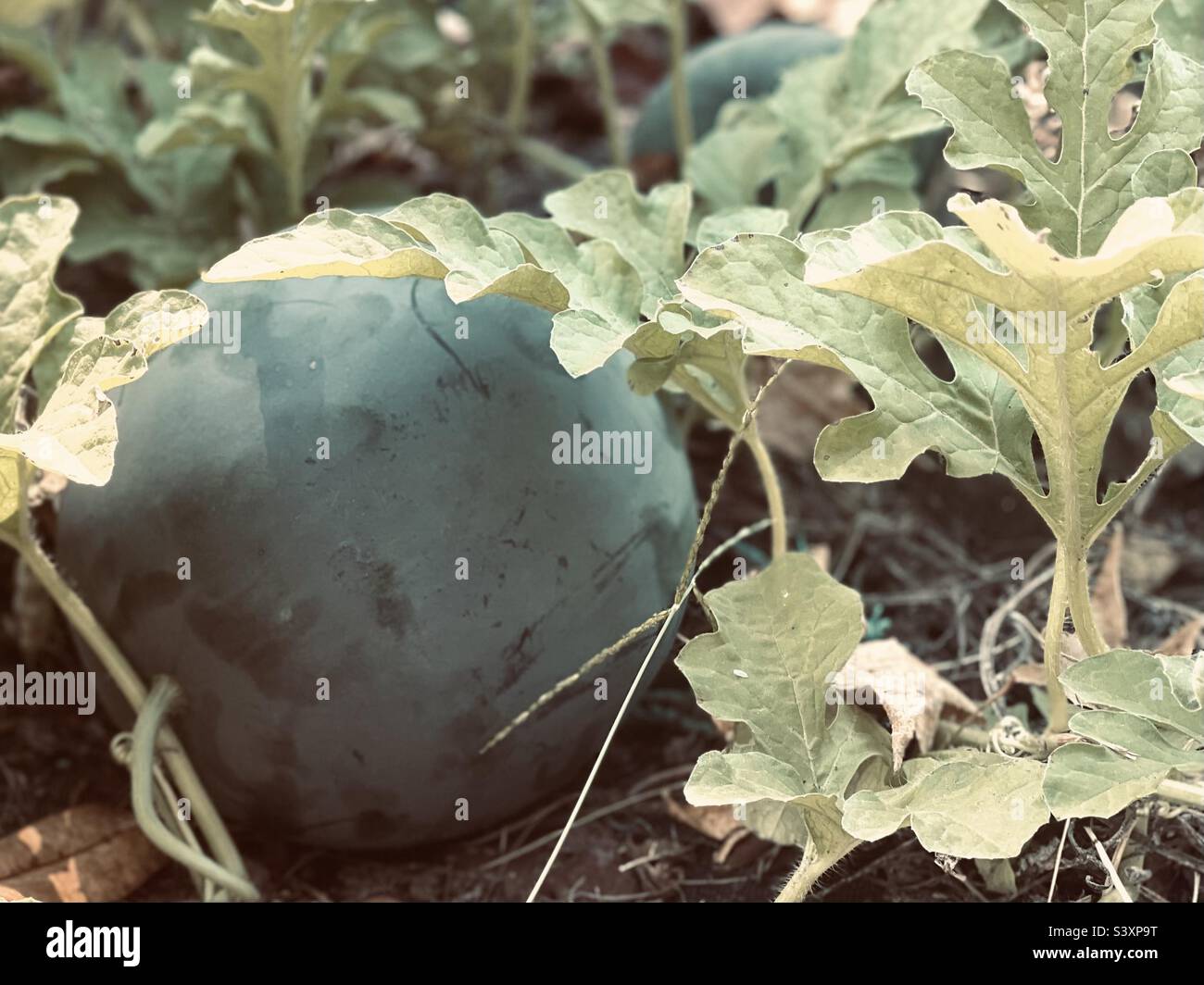 Small watermelon growing on vine Stock Photo Alamy
