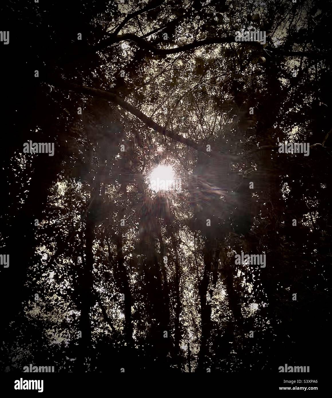 Light coming through trees Stock Photo Alamy