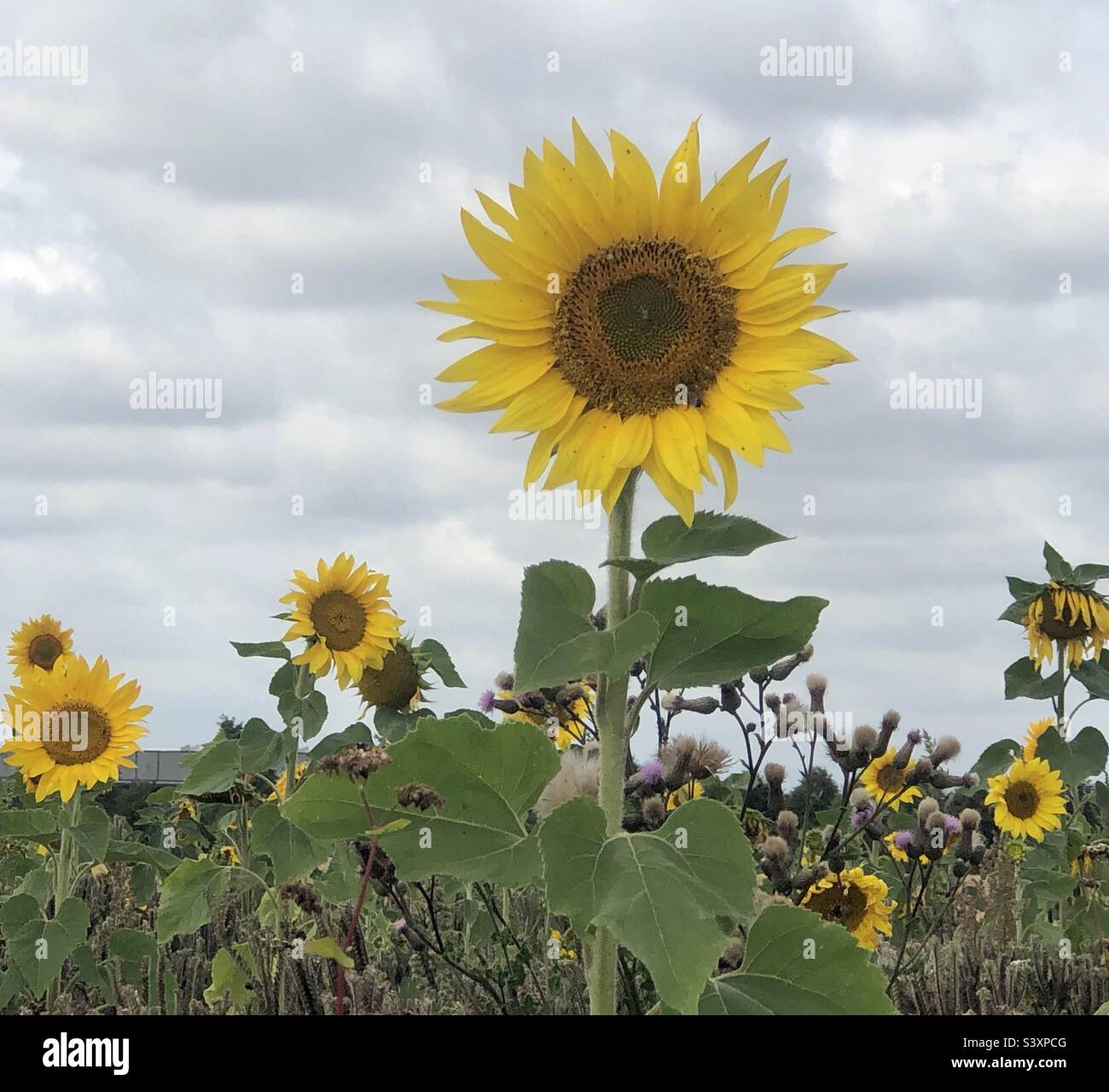 Sonnenblumen Sonnenblume Hi res Stock Photography And Images Alamy sonnenblumen-sonnenblume-hi-res-stock-photography-and-images-alamy