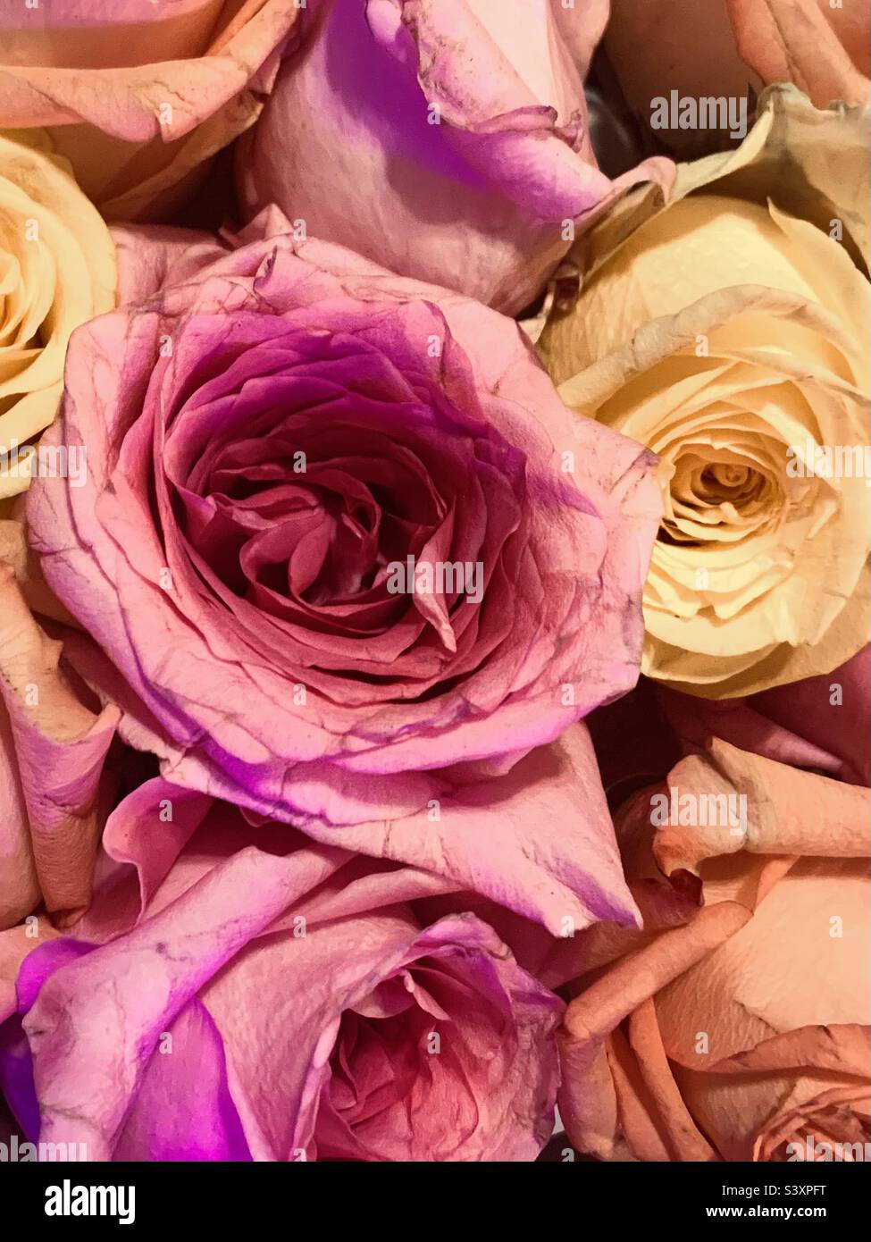 Beautiful colorful roses Stock Photo Alamy