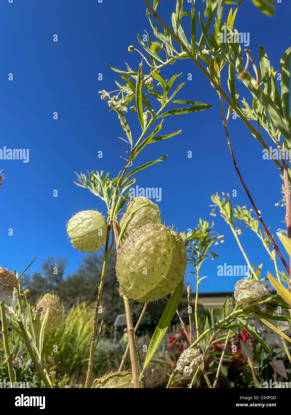 Funky Hairy Balls plant Stock Photo Alamy