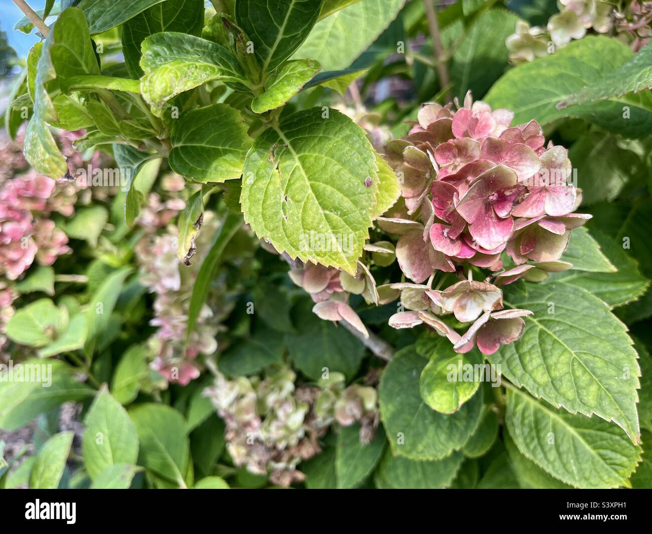 Pink hydrangea - Smartphone Captured Stock Image
