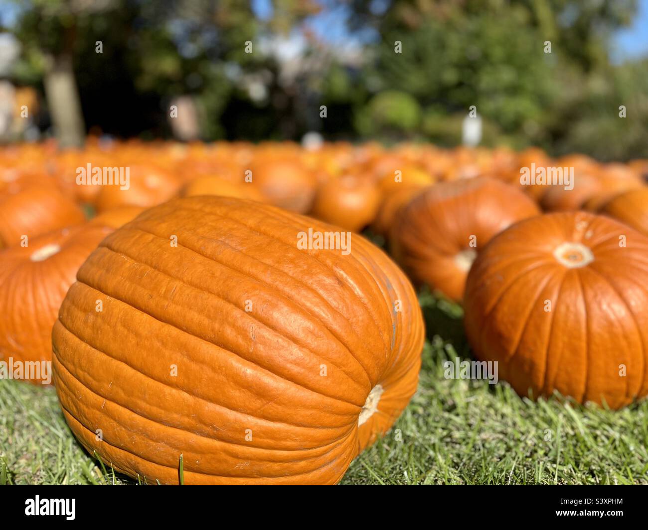 Pumpkin Patch - Smartphone Captured Stock Image