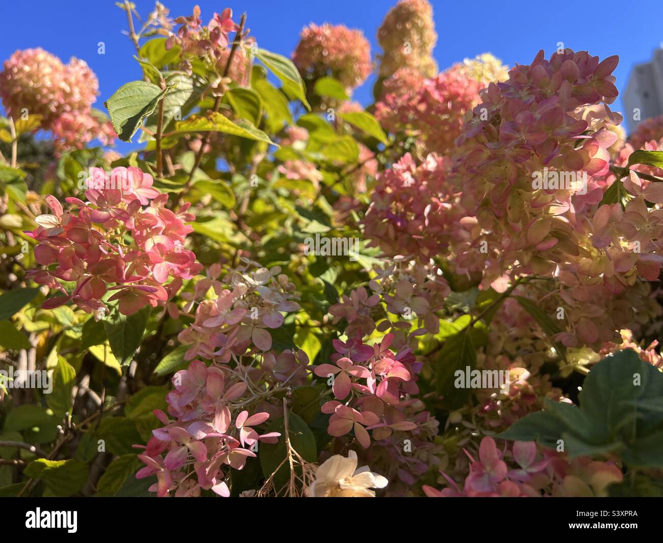 Pink flowers in Quebec Stock Photo Alamy