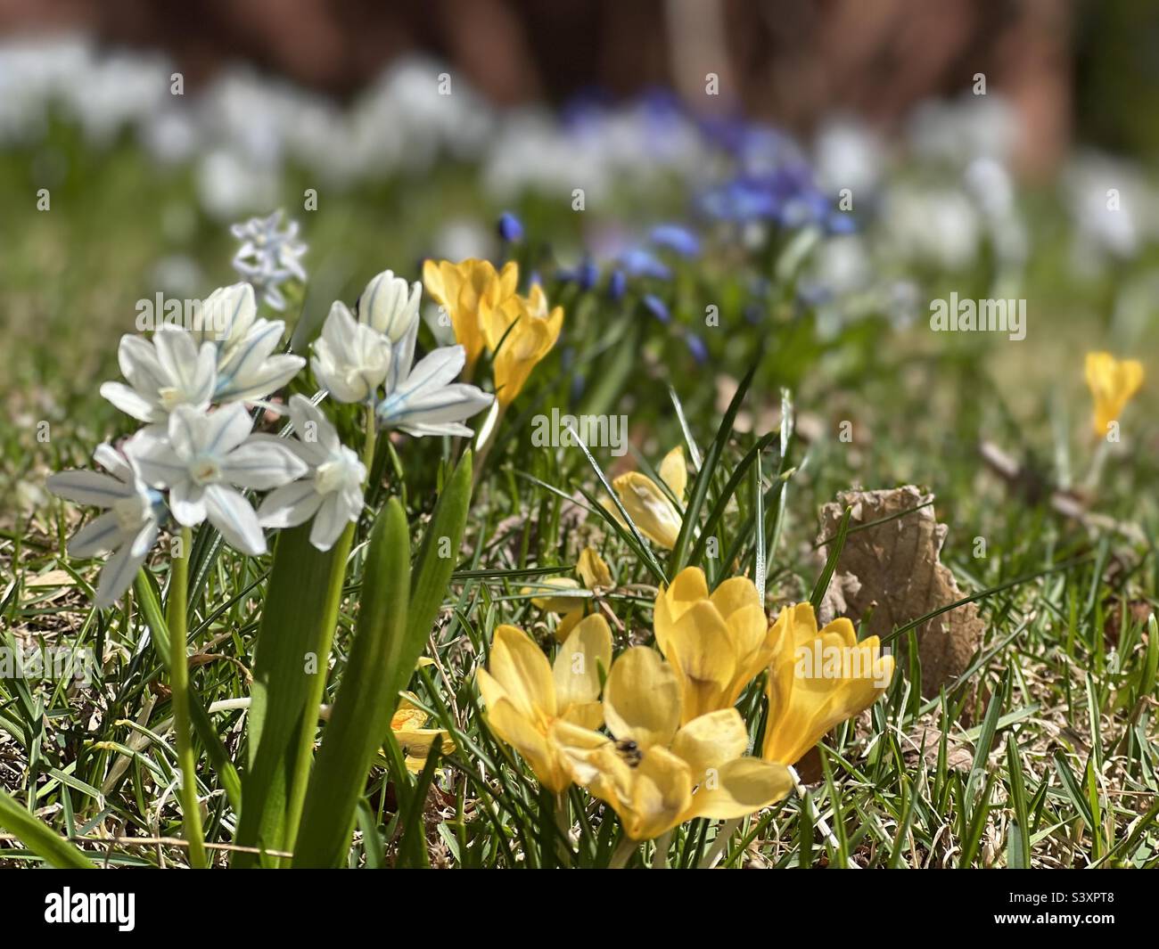 Wild colored flowers Stock Photo