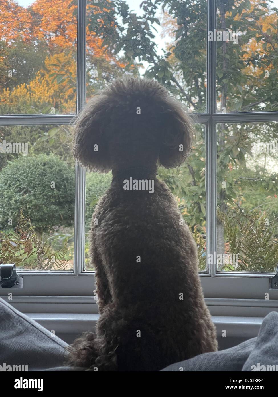 Dog staring out the window Stock Photo Alamy