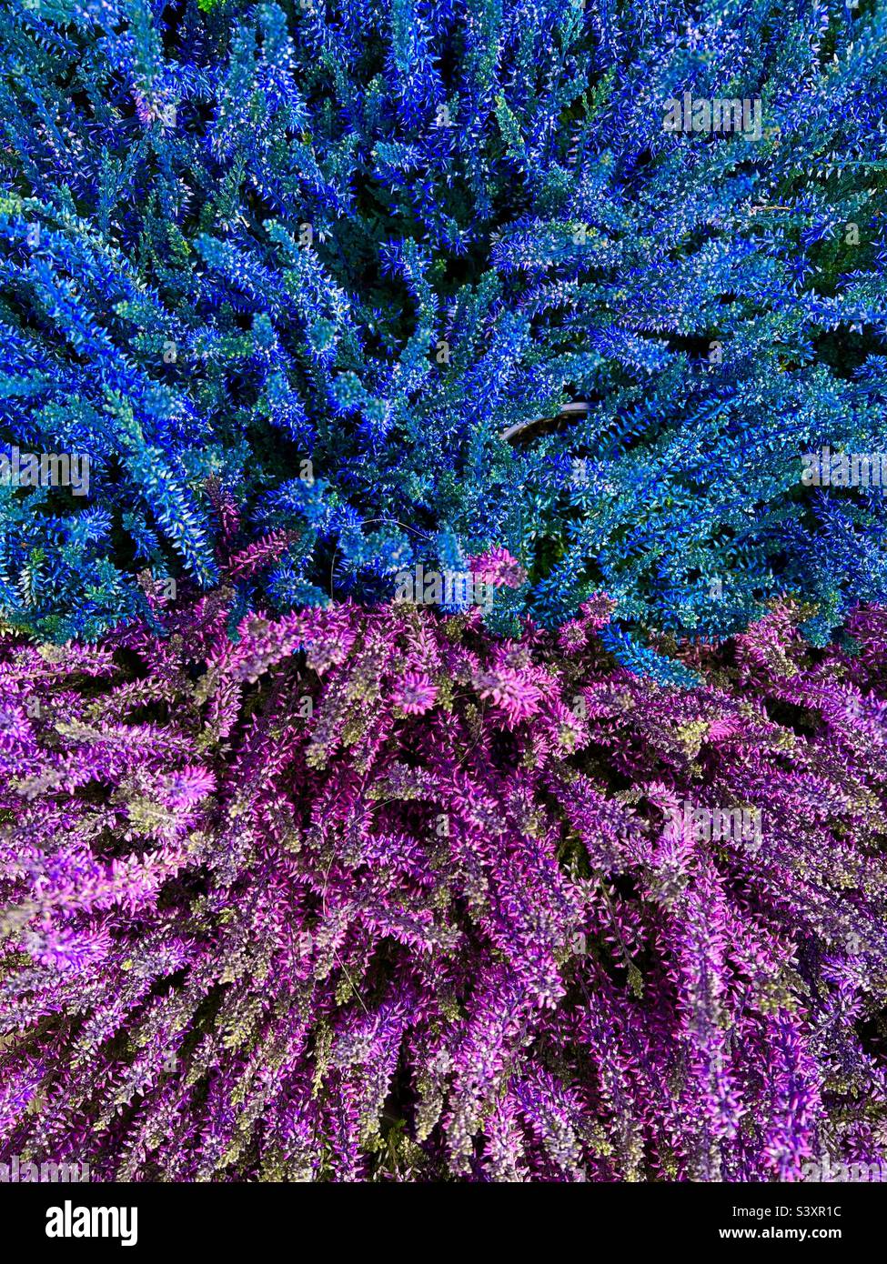 False artificial coloured Scottish heather plant. Calluna vulgaris. Purple blue - Smartphone Captured Stock Image