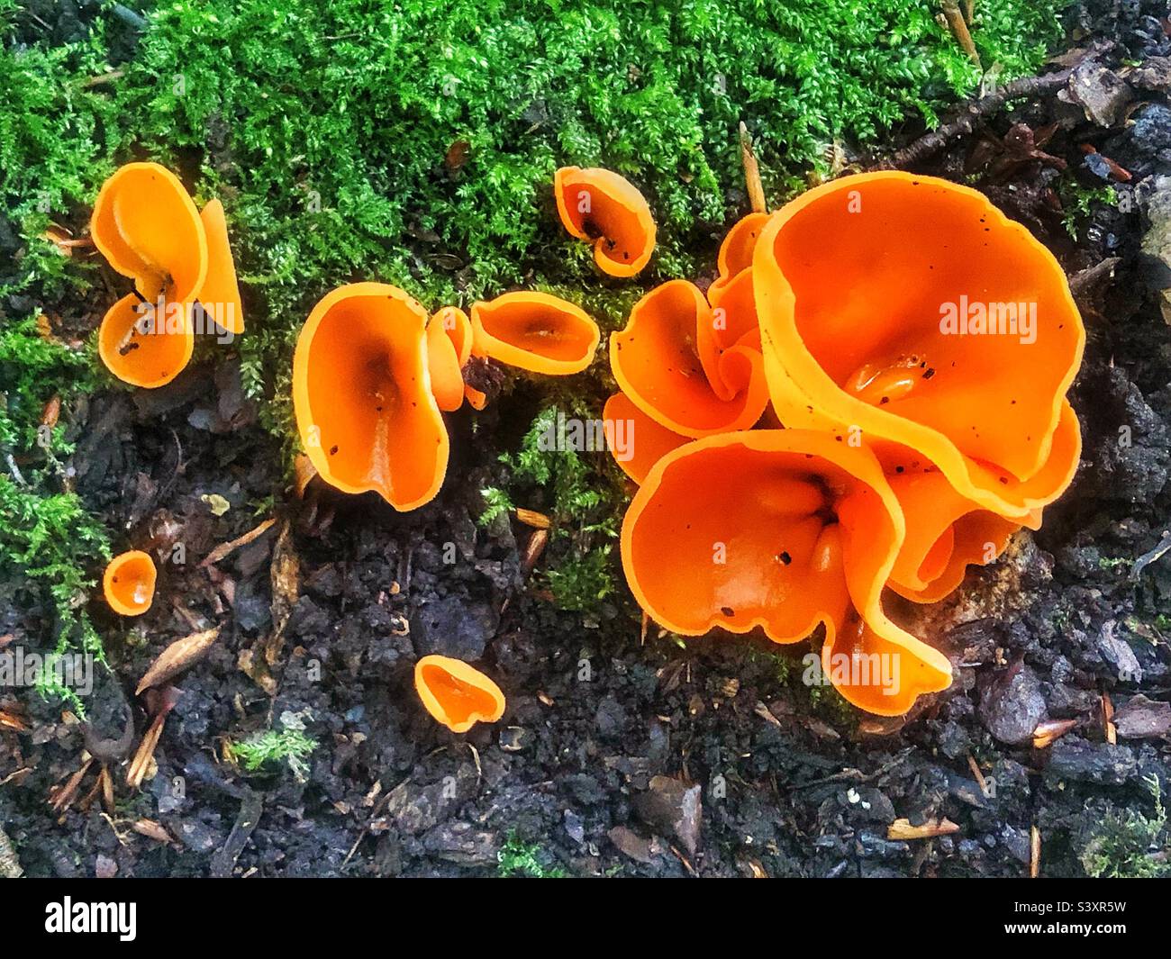 Orange peel fungus (Aleuria aurantia) on the forest floor In Hampshire United Kingdom Stock Photo