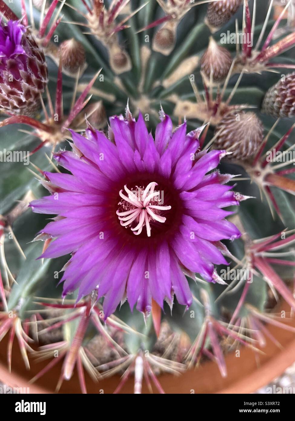 Devils tongue cactus hi-res stock photography and images - Alamy