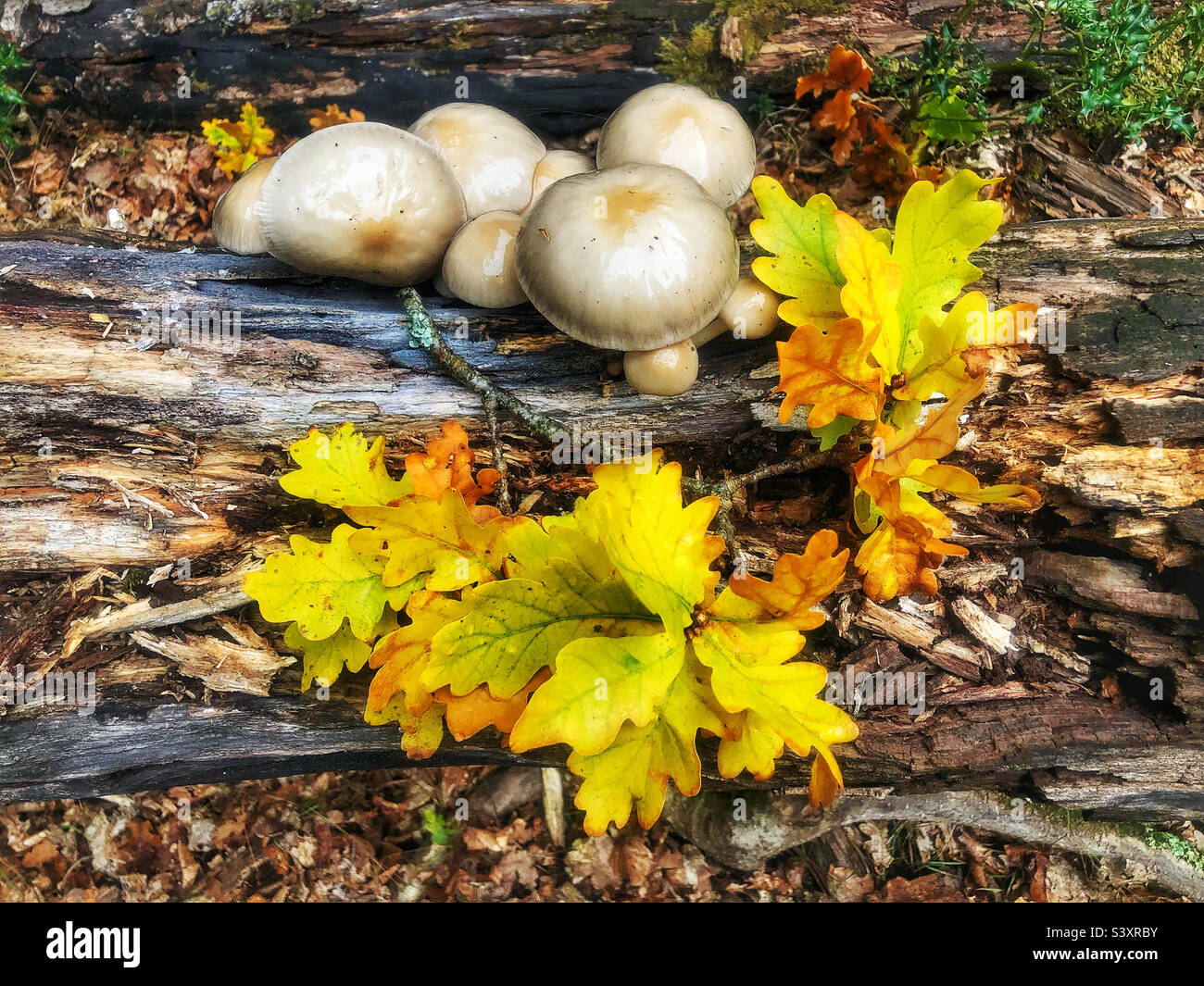 Porcelain mushrooms (Oudemansiella mucida) growing on rotten tree in the New Forest National Park - Smartphone Captured Stock Image