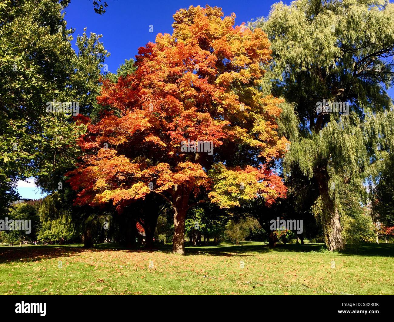 Autumn today. A Sugar Maple tree, leaves already turned gold and orange, a still free tree on either side, in an urban public park, Ontario, Canada. - Smartphone Captured Stock Image