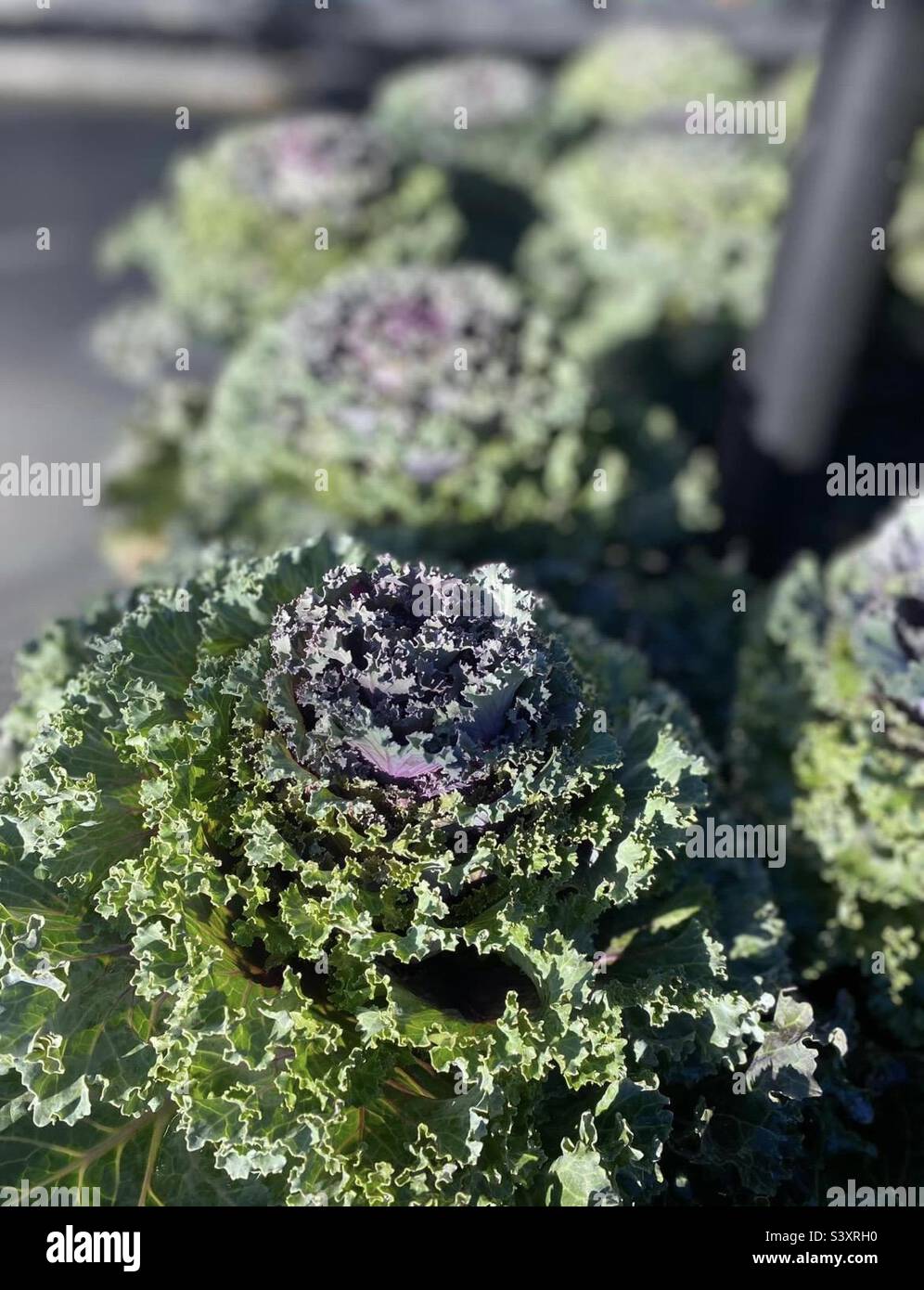 Head of Lettuce Stock Photo Alamy
