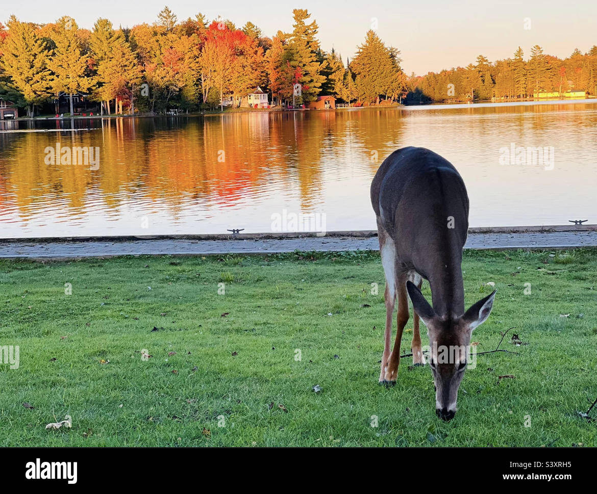 Deer in Old NY Stock Photo Alamy
