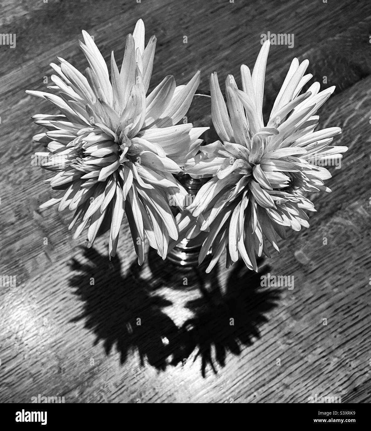 Two dahlias in a vase on a wooden table with the shadows on the flower heads reflected onto the table - Smartphone Captured Stock Image