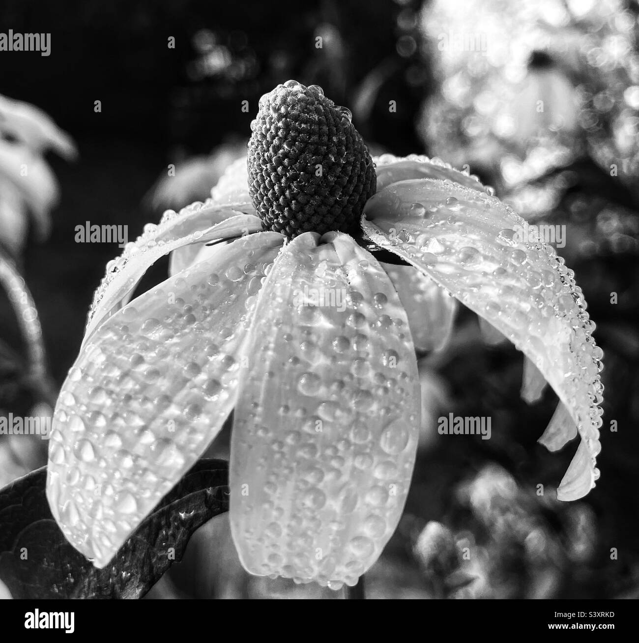 A single  rudbeckia flower covered in raindrops. The image has been converted to black and white - Smartphone Captured Stock Image