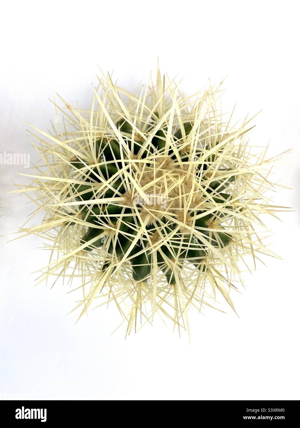 One small golden barrel cactus on a white background - Smartphone Captured Stock Image