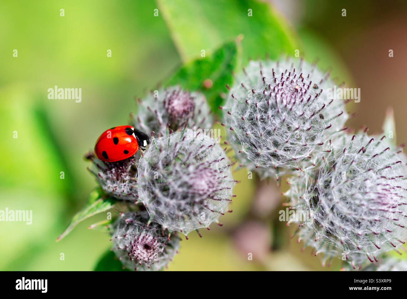 Ladybug on the plant, closeup - Smartphone Captured Stock Image