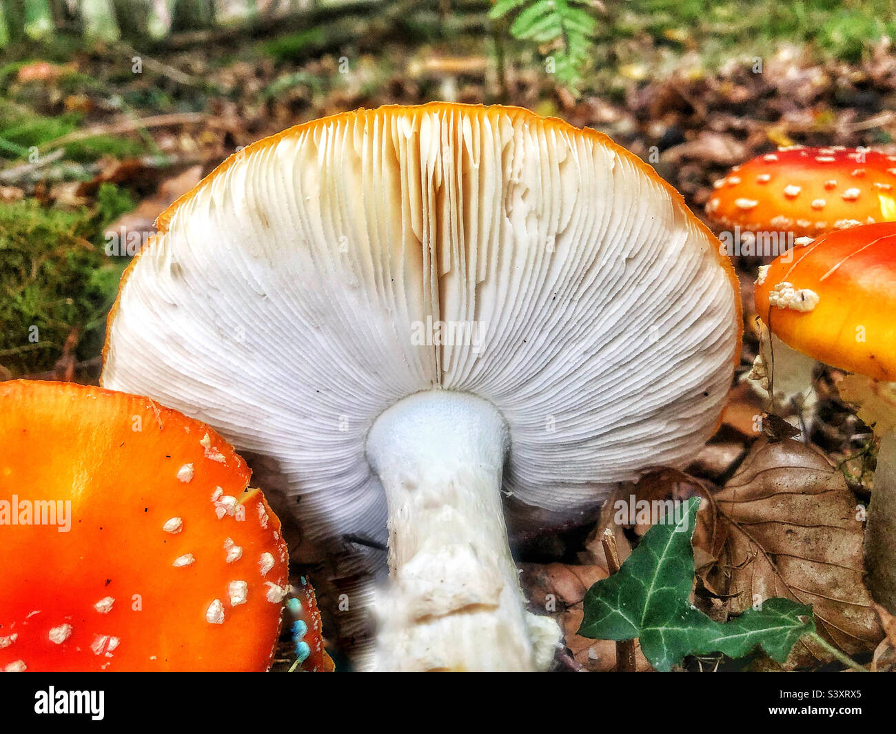 Fly agaric mushroom (Amanita muscaria) showing the grills under the mushroom cap growing on the forest floor In Hampshire United Kingdom Stock Photo