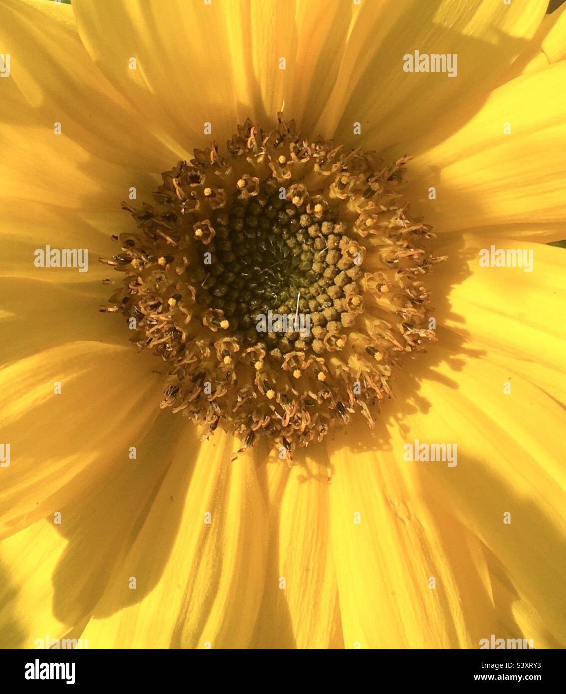 Golden beauty hi-res stock photography and images - Alamy