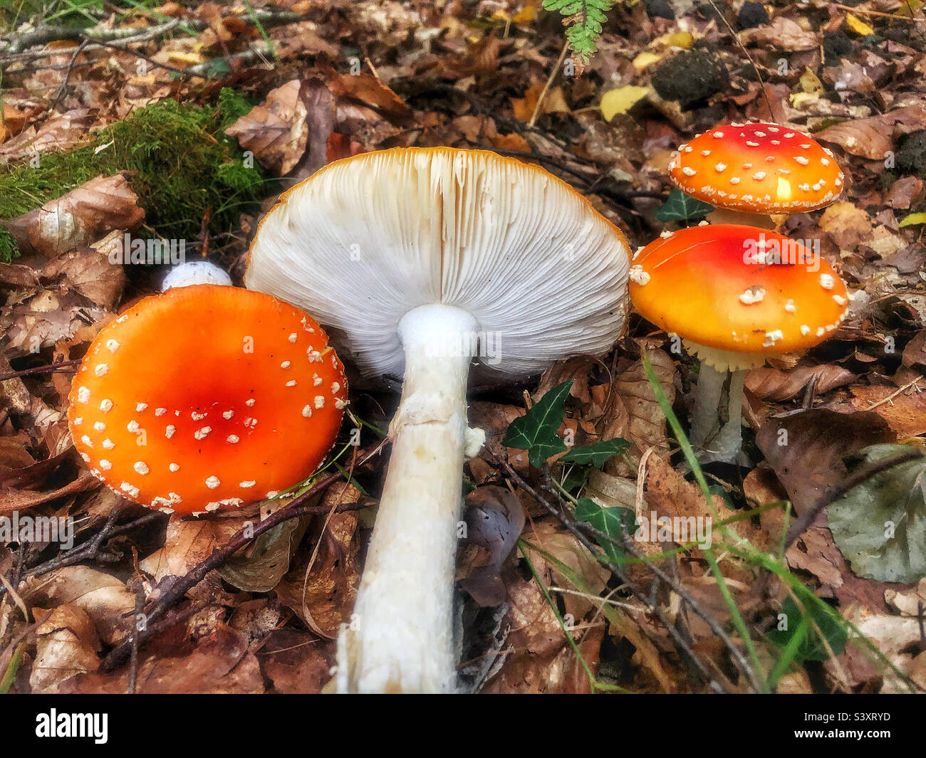 Fallen Agaric mushrooms (Amanita muscaria) showing the mushroom cap and gills on the forest floor In Hampshire United Kingdom - Smartphone Captured Stock Image