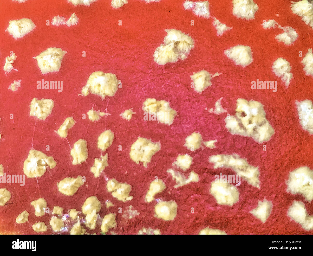 Agaric mushroom (Amanita muscaria) close-up of the mushroom cap texture, forest floor In Hampshire United Kingdom - Smartphone Captured Stock Image