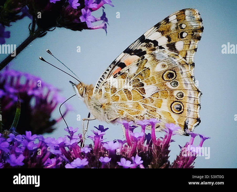 Butterfly Wings - Smartphone Captured Stock Image